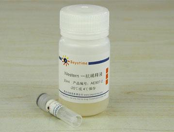 Phospho-Estrogen Receptor α(Ser118)抗体(兔单抗)